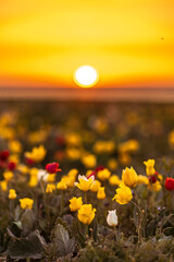 Wild tulip flowers at sunset, natural seasonal background. Multi-colored tulips Tulipa schrenkii in...