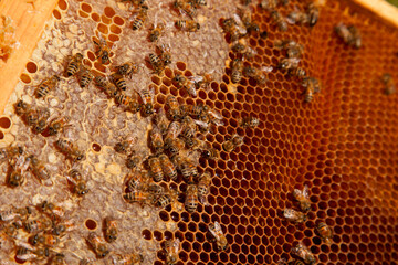 Working bees on the brown honeycomb with sweet honey..