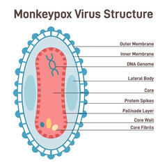 Monkeypox cell structure. New pandemic disease caused by orthopoxvirus