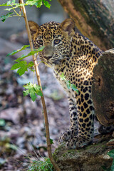 Leopard cub, Panthera pardus kotiya