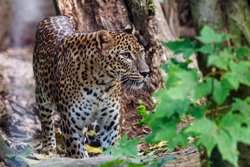 Fototapeta na wymiar Sri Lankan leopard, Panthera pardus kotiya