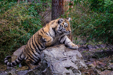 Fototapeta na wymiar Siberian tiger cub, Panthera tigris altaica