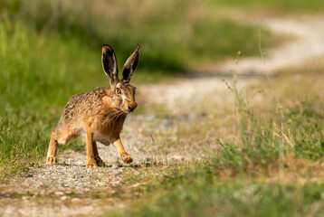 Naklejka na ściany i meble European Hare on dirty road