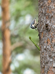 Nuthatch, on a tree trunk looking for food. Small gray and white bird. Animal photo