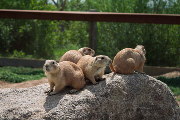 Quatre chiens de prairie sur un rocher