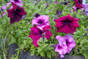 Blooming petunias on the flower bed. Close up view lots of petunia flowers. .