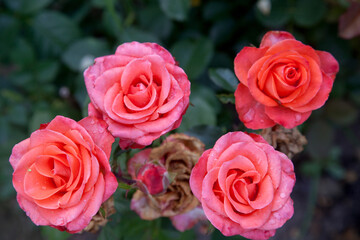 Fototapeta premium Beautiful rose bush growing in the garden.