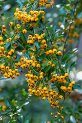 Pyracantha coccinea from the family Rosaceae, also known as firethorn