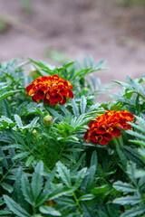 Close-up of beautiful marigold blossom, french marigold's flower, Tagetes patula. Tagetes garden flower.
