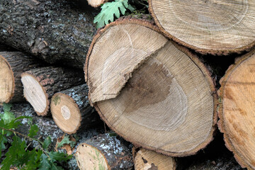 Close-up shot of cut oak trees stacked in a pile