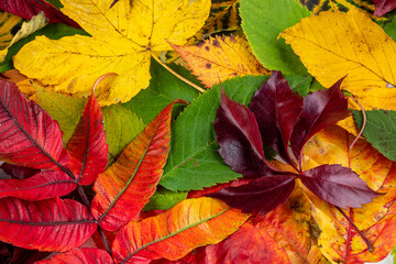 Naklejka na ściany i meble Collection of beautiful autumn leaves