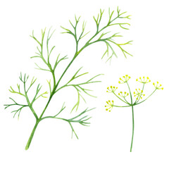 Watercolor green dill isolated on a white background.