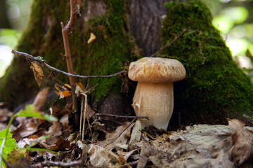 Boletus mushroom in the wild. Porcini mushroom grows on the forest floor at autumn season..