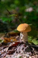 Single red boletus mushroom in the wild. Red boletus mushroom grows on the forest floor at autumn season..