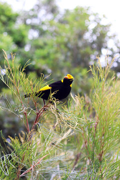 A Regent Bowerbird The Tree