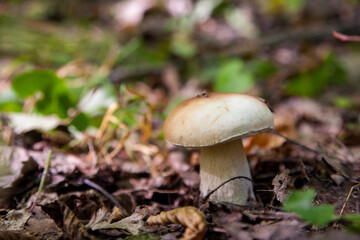 Boletus mushroom in the wild. Porcini mushroom grows on the forest floor at autumn season..