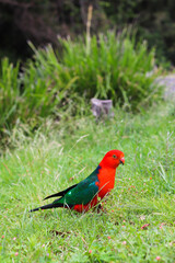 red and green parrot in the garden
