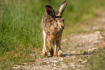 European Hare on dirty road
