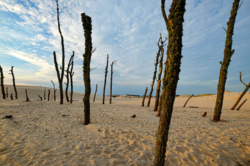 Dry tree trunks at the wandering dune of Wydma Łącka ist the Baltic Sea in Poland
