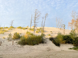 Dry tree trunks and some vegetation at the wandering dune of Wydma Łącka ist the Baltic Sea in Poland - obrazy, fototapety, plakaty