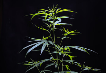 Fresh Marijuana leaf on black background, danger leaf