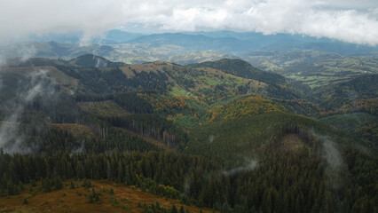 Aerial top view of autumn pine forest in Carpathians. Drone photography