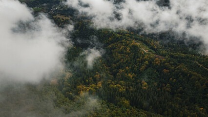 Aerial top view of autumn pine forest in Carpathians. Drone photography
