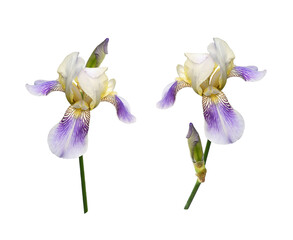 Set of purple iris flowers isolated