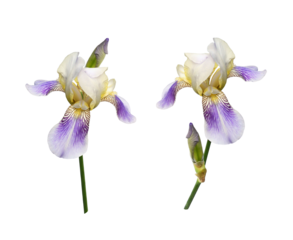 Set of purple iris flowers isolated