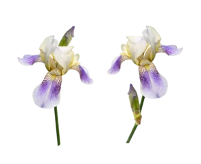Foto auf Acrylglas Set of purple iris flowers isolated © Ortis