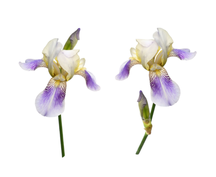 Set of purple iris flowers isolated