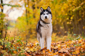 A blue-eyed black-and-white Siberian Husky stands in yellow leaves in an autumn park