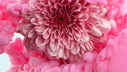 Beautiful pink chrysanthemum flower with flowing liquid, underwater, close-up