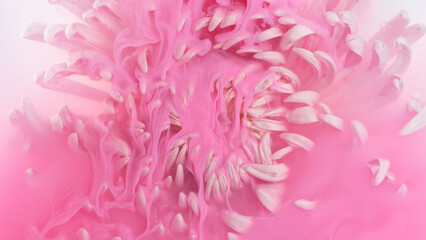 Beautiful pink chrysanthemum flower with flowing liquid, underwater, close-up