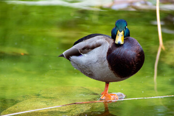 Retrato a un pato del parque del retiro de Madrid.