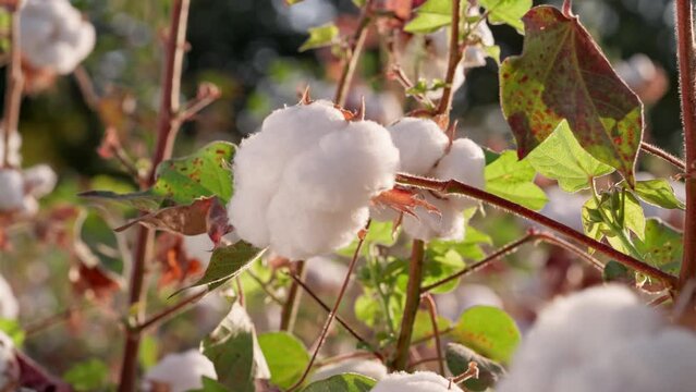 Cotton field, close-up of a mature cotton box ready for harvesting.