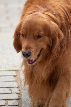 Cara simpática de un perro en el parque de Madrid.