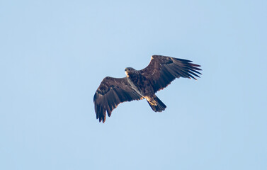 Fototapeta premium Lesser Spotted Eagle flying in the sky