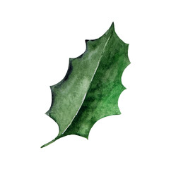 Christmas watercolor holly berry green leaf. Holidays design Illustration