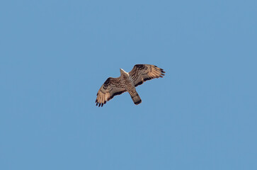 Honey Buzzard flying in the sky