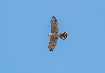 Levant Sparrowhawk flying in the sky
