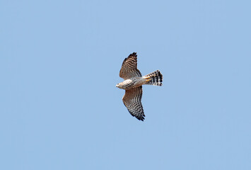 Levant Sparrowhawk flying in the sky