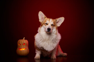 A dog with closed eyes with a pumpkin for Halloween on a red background. A sleepy dog is waiting for a scary and fun holiday.