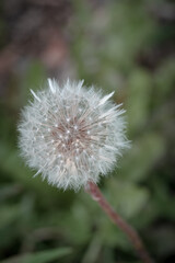 Dandelion clock in late summer afternoon