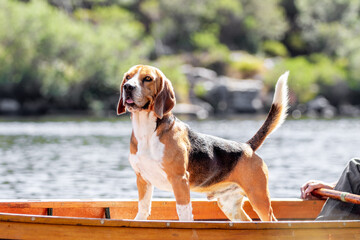 Beagle dog standing on a boat