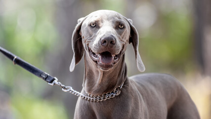 Weimaraner dog face on a leash