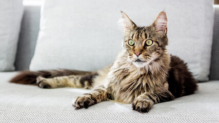 Maine coon cat on a sofa looking forward