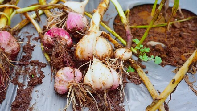 Harvested onion on the gound of vegetable plantation - Organic plantation