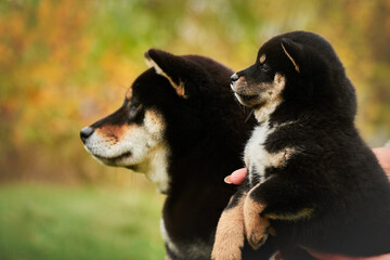 Portrait of a large and small dog breed Shiba inu black color