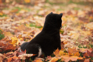 black shiba inu puppy sitting in autumn foliage